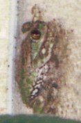 Bild Leptopelis vermiculatus Männchen